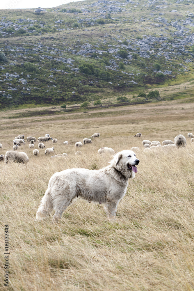 Obraz premium Herdenschutzhund