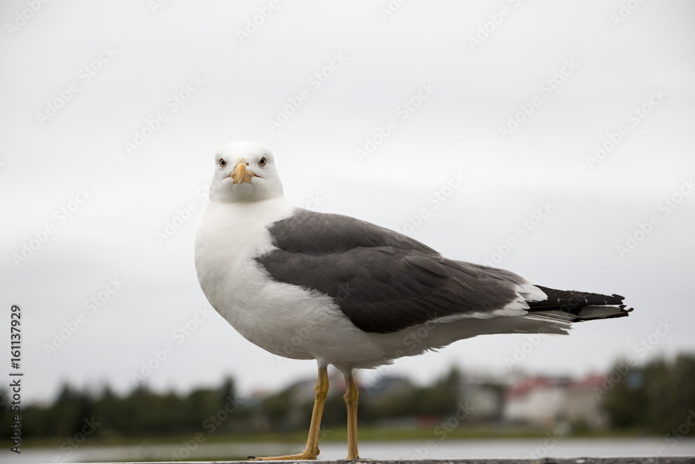 Obraz premium Möwe