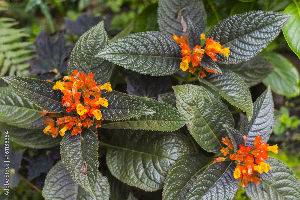 熱帯植物 観葉植物 花 Stock Photo Adobe Stock