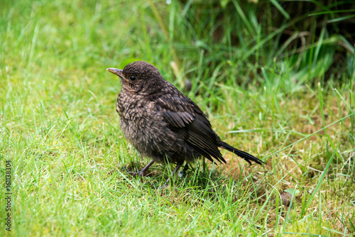 Close up of a baby blackbird in a garden in the UK