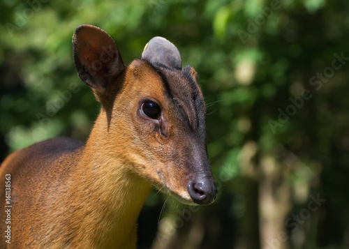 Muntjac in the forest © rhoenes