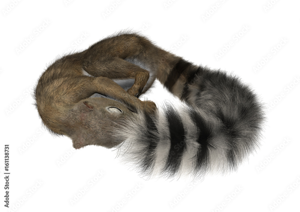 3D Rendering Gambian Sun Squirrel on White 3D Rendering Gambian Sun Squirrel on White