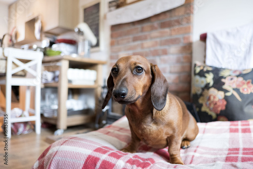 sweet brown dachshund at home 