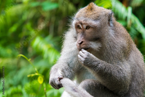 Macaque monkey at Monkey Forest  Bali  Indonesia