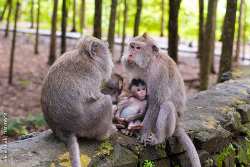 Macaque monkeys with cubs at Monkey Forest, Bali, Indonesia
