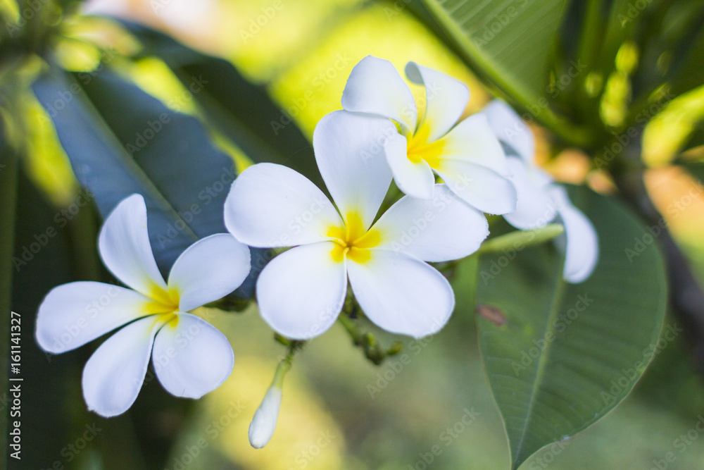 プルメリア オブトゥサ インドソケイ キョウチクトウ科 Plumeria 熱帯植物 観葉植物 花 Foto De Stock Adobe Stock