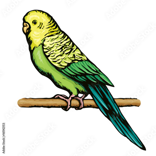 Budgerigar. Vector drawing