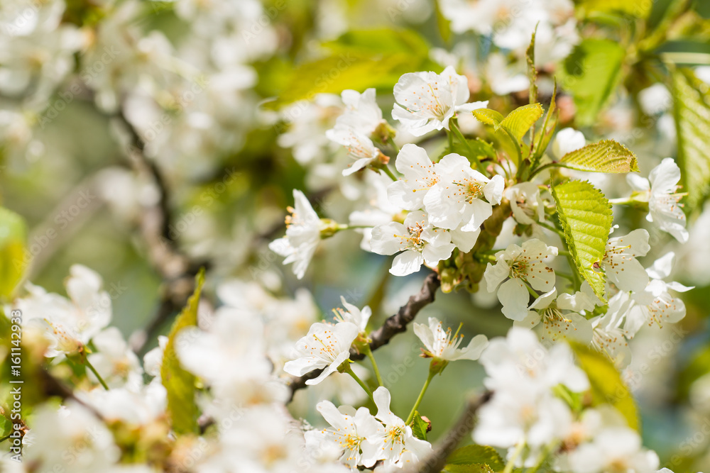 Obraz premium close-up lilac, background
