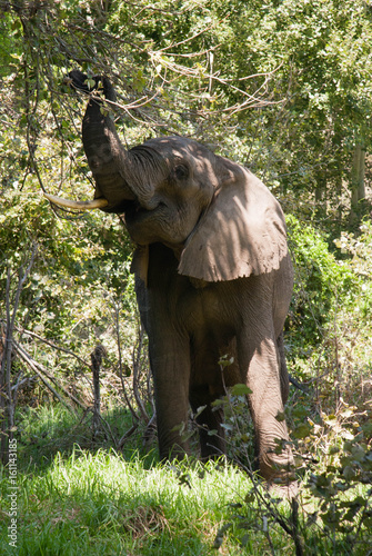 An African elephant pulling leaves from a tree photo