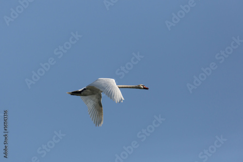 mute swan (cygnus olor) during flight blue sky