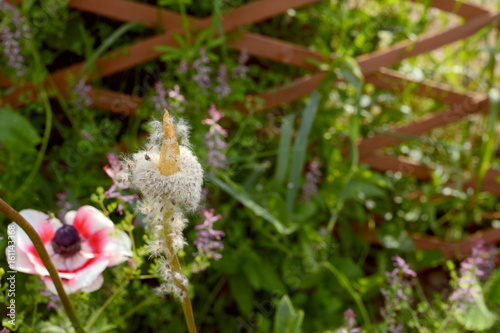 Anemone de caen seeds begin to spread away from flower