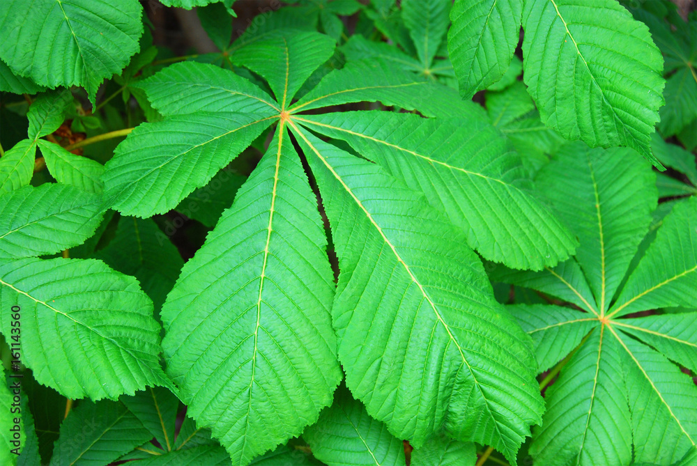Chestnut leaf Chestnut leaf