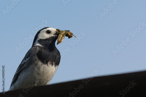 Closeup of White Wagtail with Insect in Beak