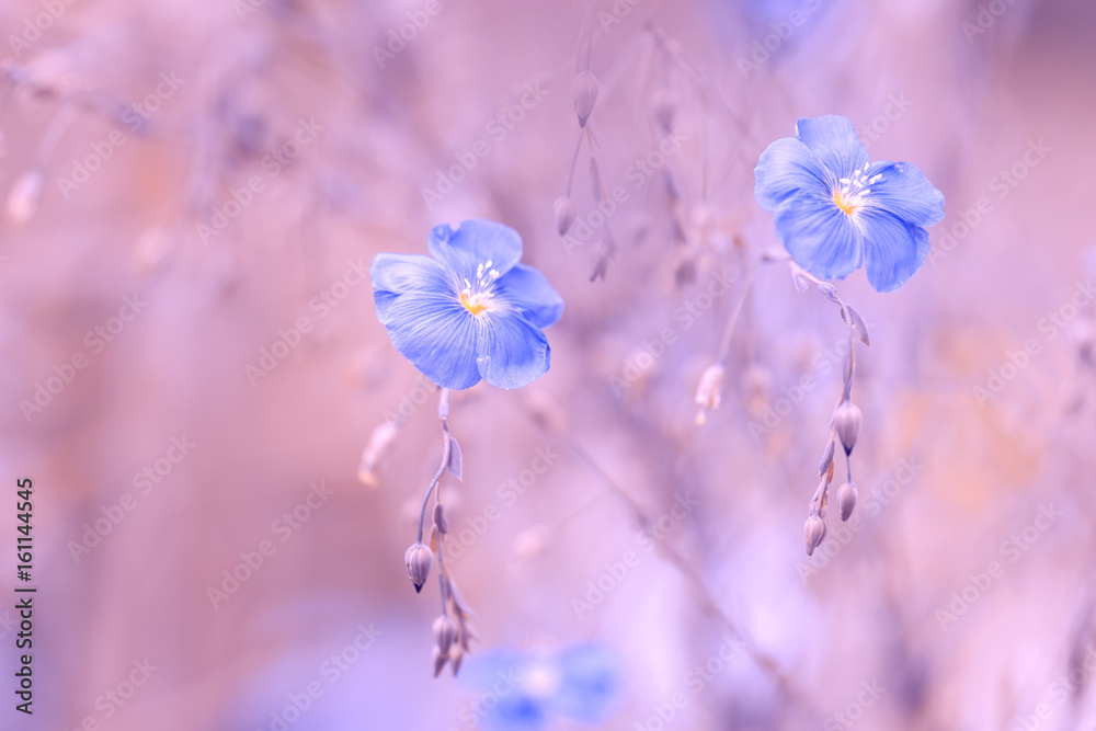 Blue flower of flax on a delicate pink background. Pastel colors. Flax