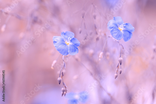 Blue flower of flax on a delicate pink background. Pastel colors. Flax outdoor background with space for text. photo