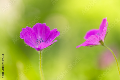 Field geranium pink. Small pink flowers in the meadow. Soft selective focus.