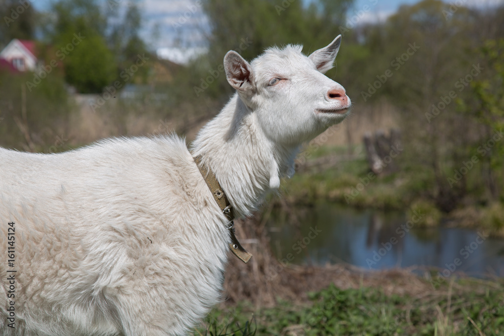 Fototapeta premium Countryside landscape pond meadow goat