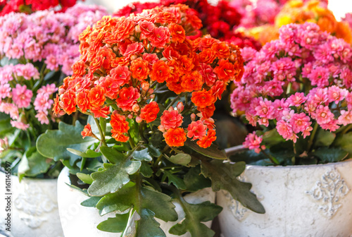 Принти на полотні Flammendes Käthchen in verschieden Farben (Kalanchoe blossfeldiana)