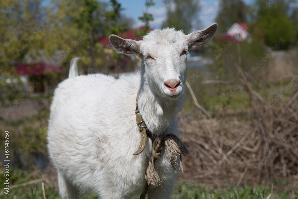 Cute goat rope pasture farm summer