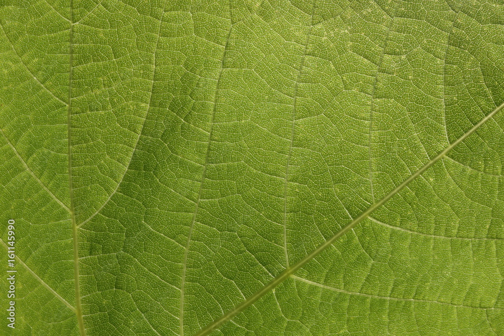 Hintergrund Blatt Weinrebe Hintergrund Blatt Weinrebe