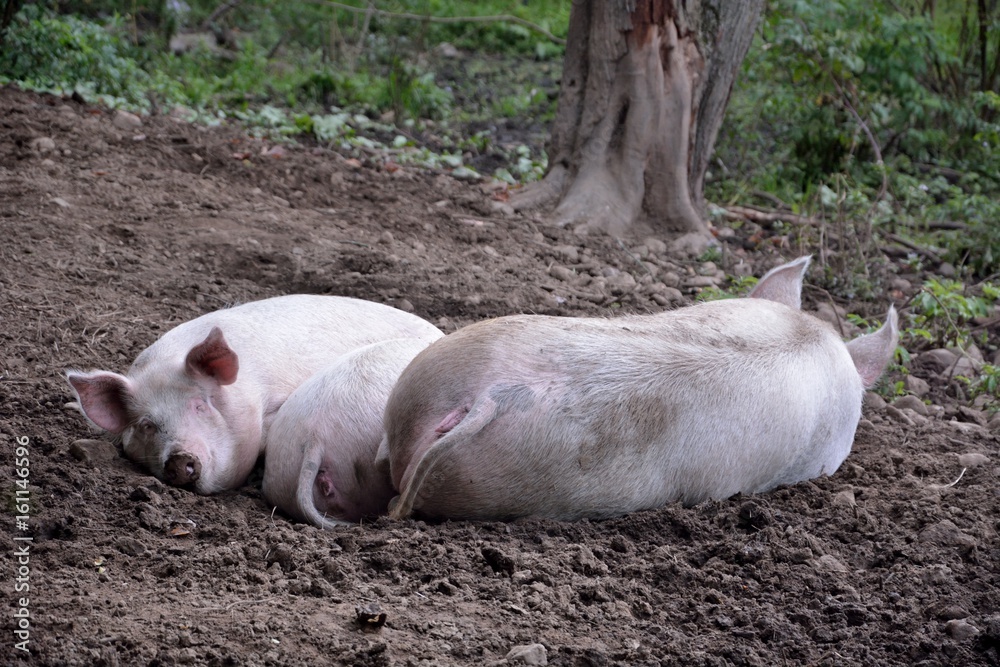 Pigs Napping on an Organic Family Farm Pigs Napping on an Organic Family Farm