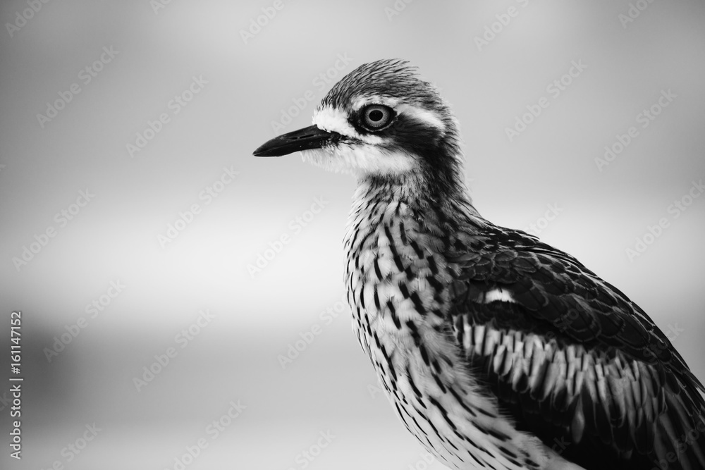 custom made wallpaper toronto digitalBush stone-curlew on the beach in Moreton Island, Australia during the day.