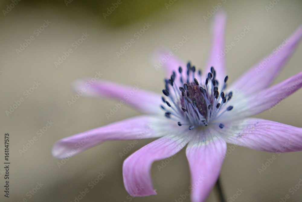Purple little spring flower, macro and closeup photography Purple little spring flower, macro and closeup photography