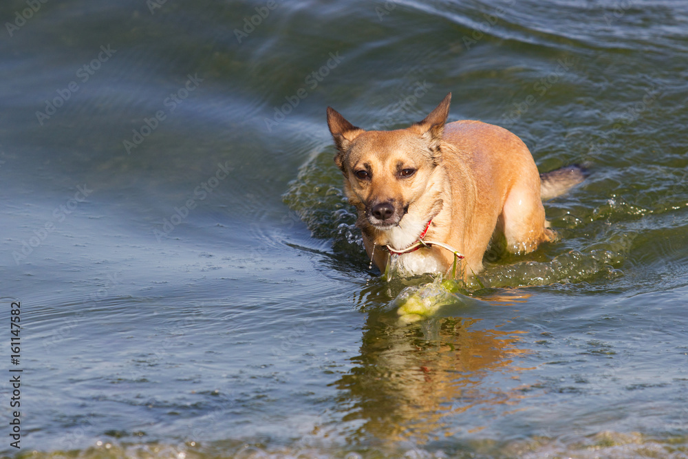 The dog is swimming in the sea The dog is swimming in the sea