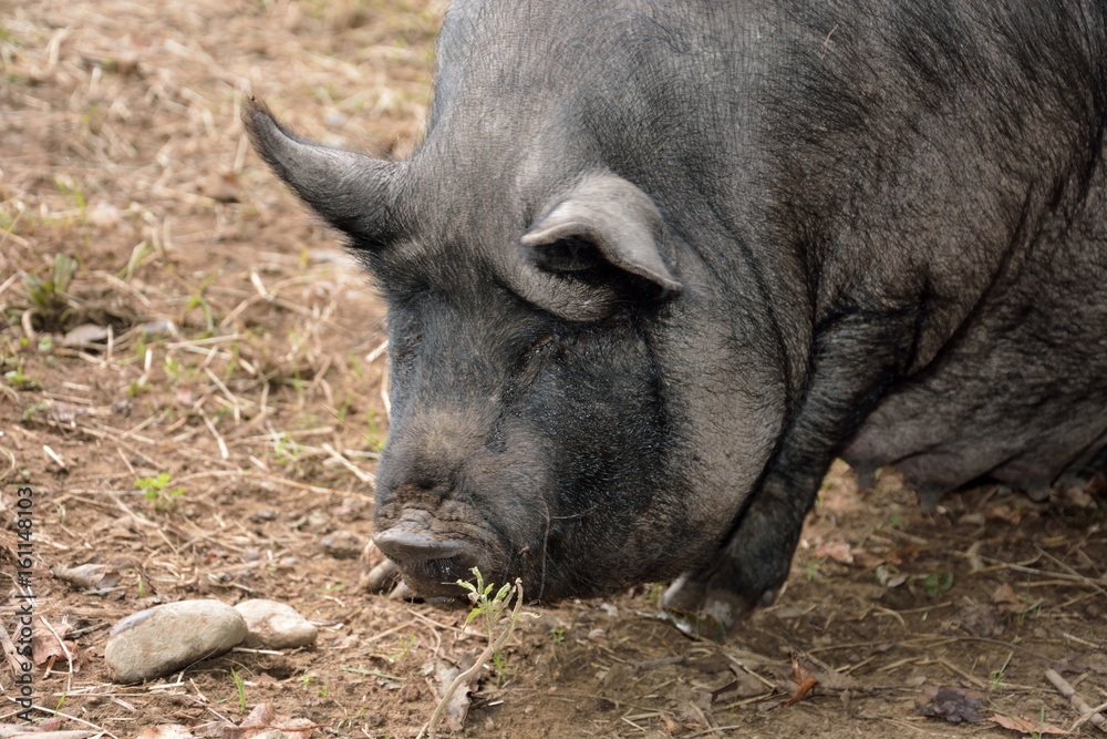 Fat Black Pig on a Family Farm Fat Black Pig on a Family Farm