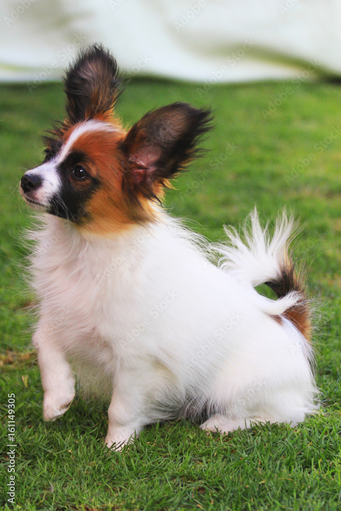 small papillon puppy small papillon puppy
