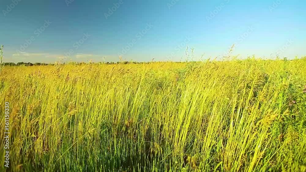 Field of wheat and sun Field of wheat and sun