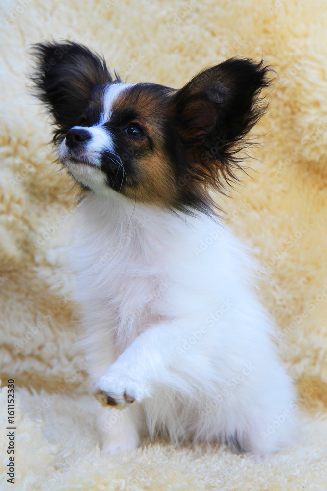 small papillon puppy