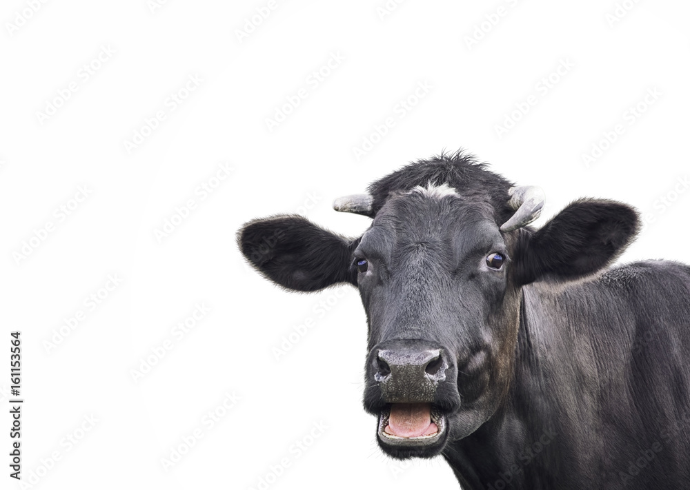 Black cute cow isolated on white