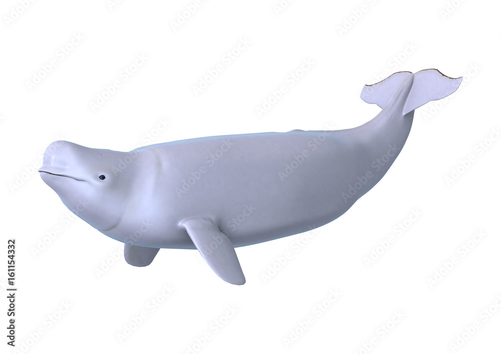 3D Rendering Beluga White Whale on White 3D Rendering Beluga White Whale on White