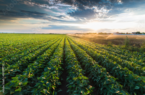 Irrigation system watering a crop of soy beans photo