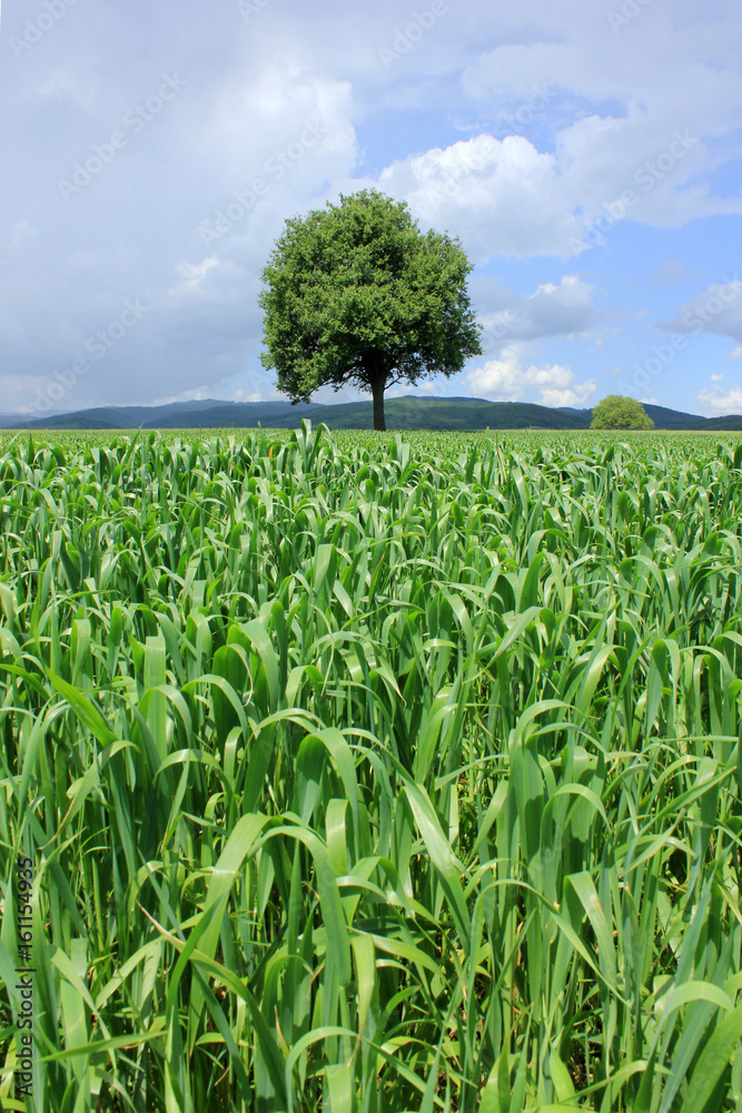 tree in corn 7250 tree in corn 7250