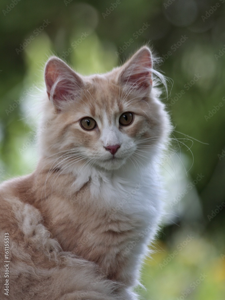 Norwegian forest cat youngster