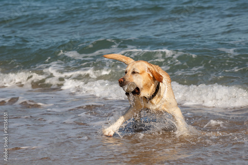 Golden Retriever dog playing and having fun in the sea