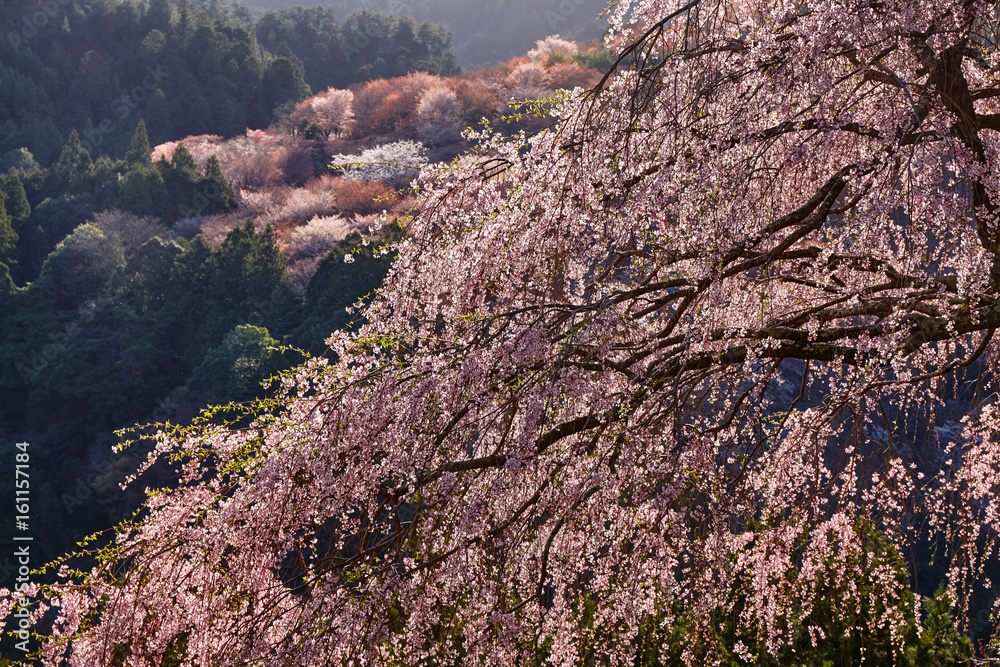 吉野の桜 吉野の桜