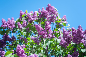 Papier peint photo Lilas Floraison délicate du lilas printanier  © Mariana