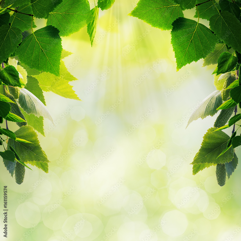 Abstract seasonal backgrounds with beech trees and beauty summer texture Abstract seasonal backgrounds with beech trees and beauty summer texture
