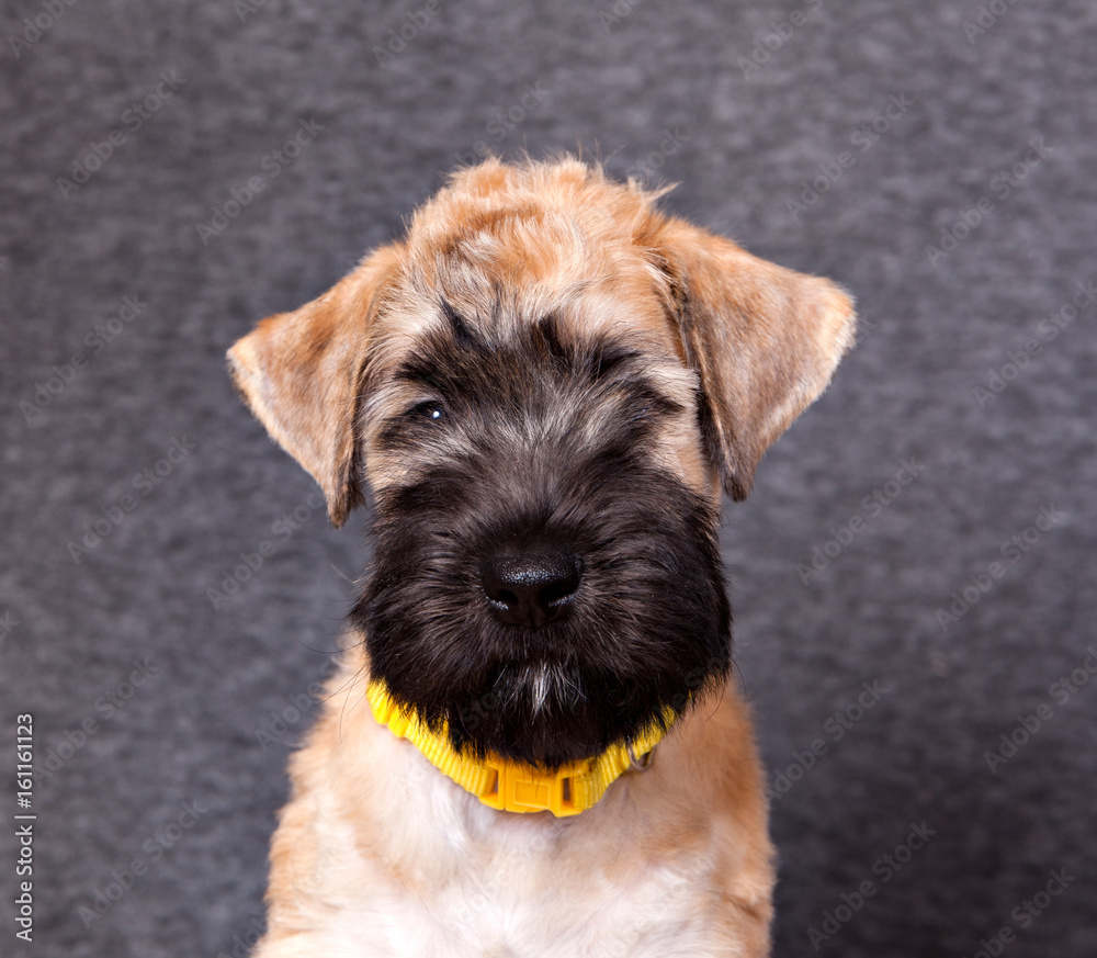 portrait Irish Soft Coated Wheaten Terrier puppy on gray background portrait Irish Soft Coated Wheaten Terrier puppy on gray background