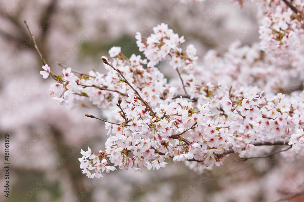 吉野の桜