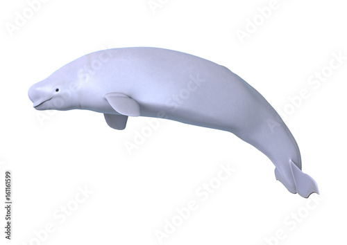 Fotomurale 3D Rendering Beluga White Whale on White