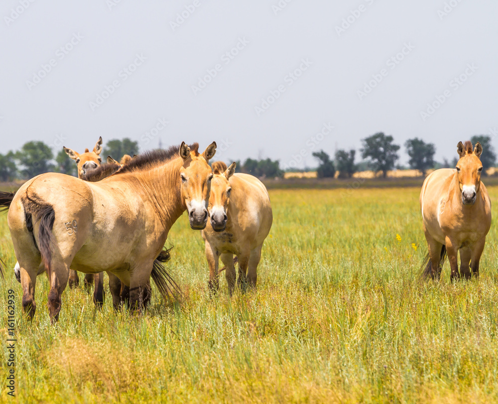Przewalski's horses in the steppe Przewalski's horses in the steppe