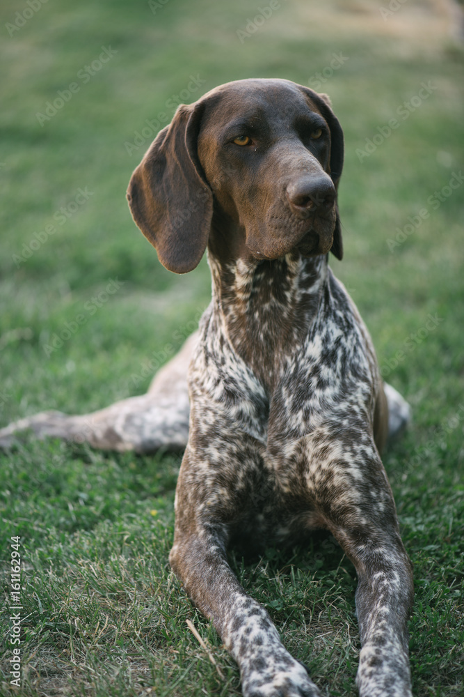 Cute German pointer dog portrait