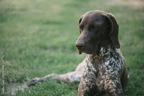 Cute German pointer dog portrait