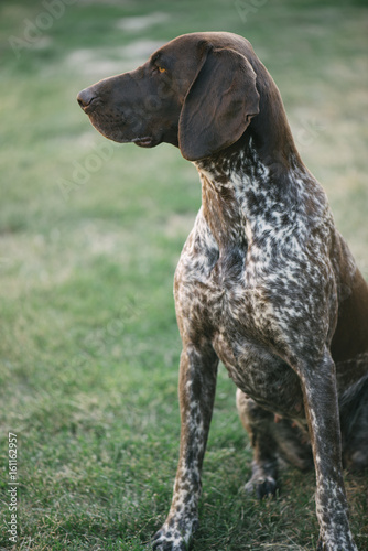 Cute German pointer dog portrait