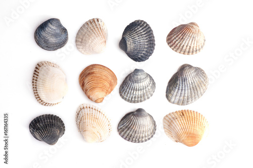 Group of seashells