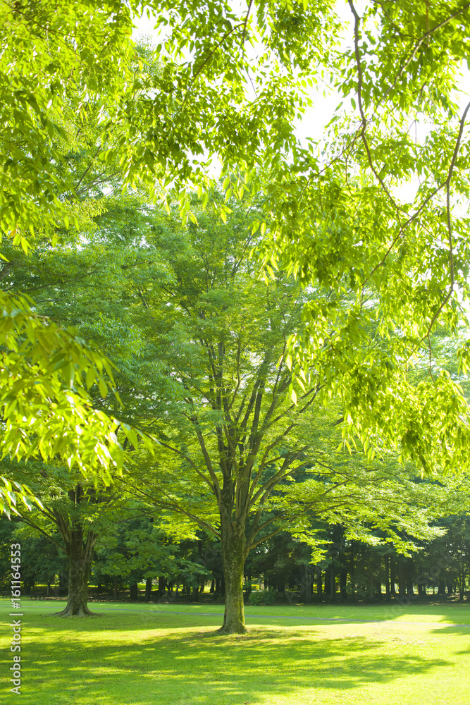 Fototapeta premium 公園 木